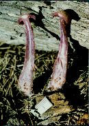 Laccaria amethystina image