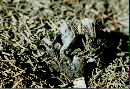 Thelephora palmata image