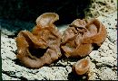 Auricularia auricula-judae image