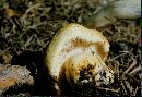 Lactarius repraesentaneus image