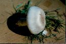 Agaricus arvensis image