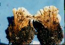 Hydnellum aurantiacum image