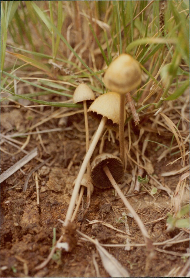 Panaeolus campanulatus image