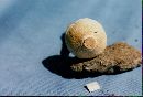 Lepiota clypeolaria image