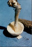 Lepiota clypeolaria image