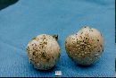 Amanita constricta image