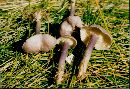 Image of Calocybe ionides