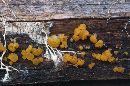 Dacrymyces stillatus image