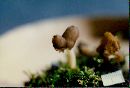 Helvella albella image