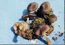 Entoloma hirtipes image