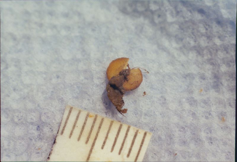 Cheilymenia sclerotiorum image