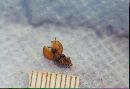 Cheilymenia sclerotiorum image