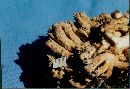 Ramaria acrisiccescens image