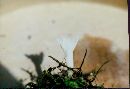 Clavaria rugosa image
