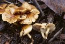 Pholiota scamba image