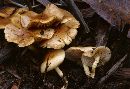 Pholiota scamba image