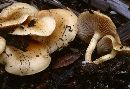 Pholiota scamba image