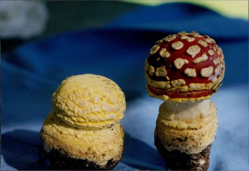 Amanita muscaria var. flavivolvata image