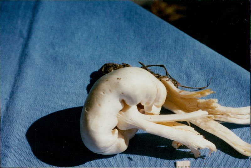 Clitocybe dilatata image
