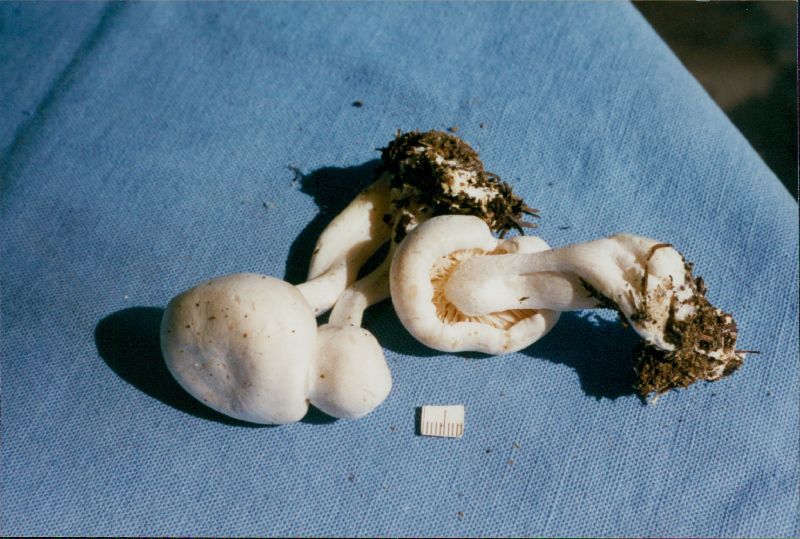 Clitocybe dilatata image