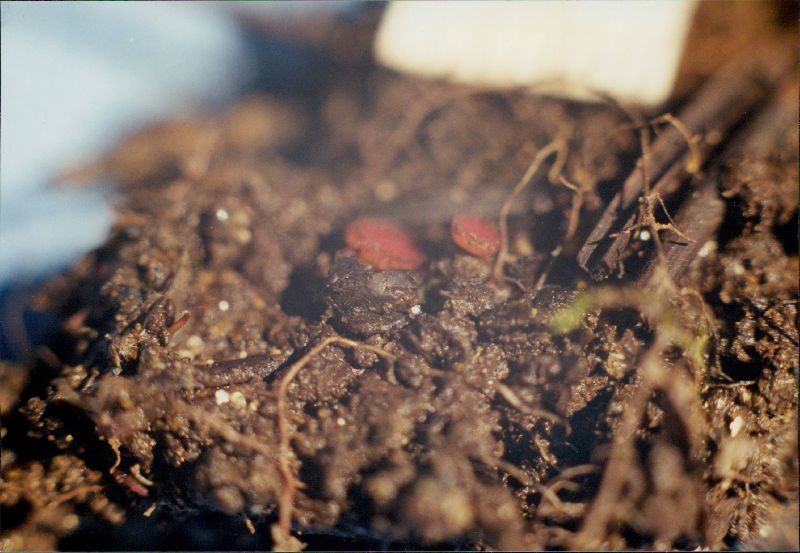 Parascutellinia arctespora image