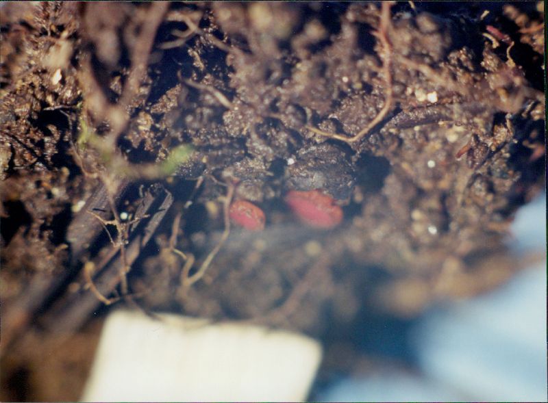 Parascutellinia arctespora image