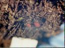 Parascutellinia arctespora image