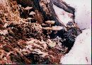 Mycena overholtsii image
