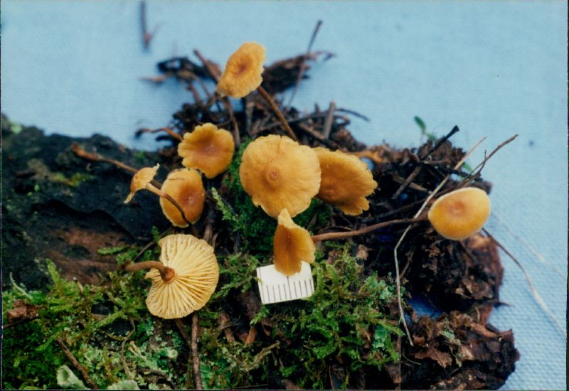 Xeromphalina image