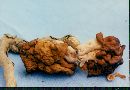 Gyromitra gigas image