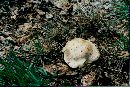 Clitocybe praemagna image