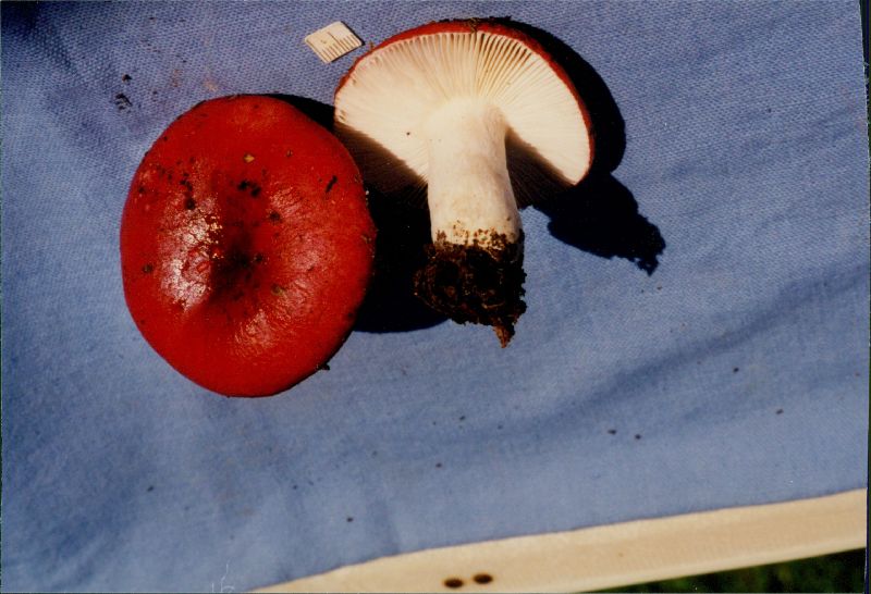 Russula lepida image