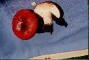 Image of Russula lepida