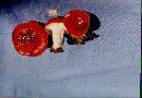 Russula nana image