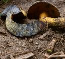 Boletus erythropus image