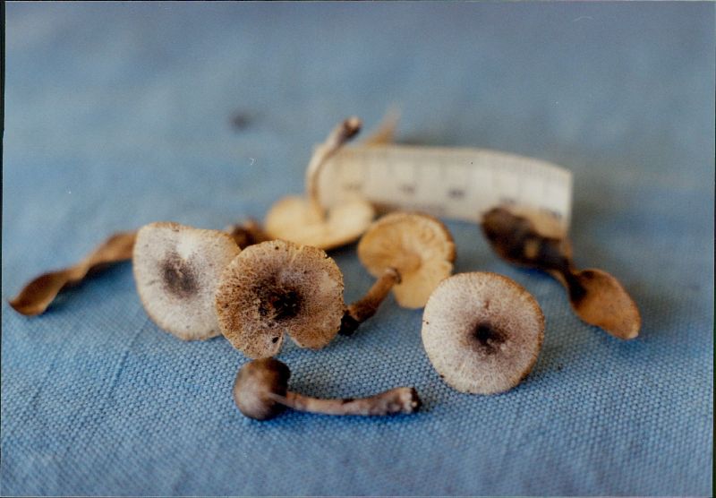 Leucocoprinus heinemannii image
