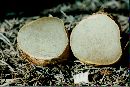Rhizopogon ochraceorubens image