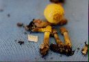 Leucocoprinus flavescens image