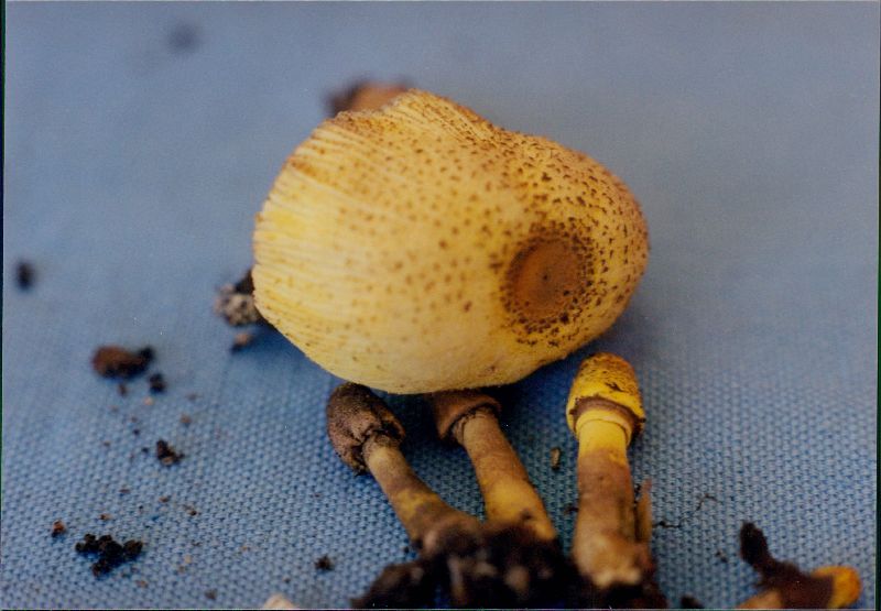 Leucocoprinus flavescens image