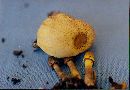 Leucocoprinus flavescens image