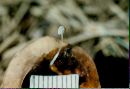 Mycena amicta image