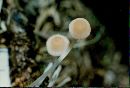 Mycena adonis var. adonis image