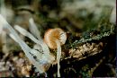 Mycena adonis var. adonis image