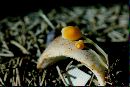 Mycena adonis var. adonis image