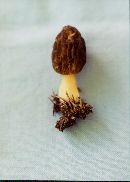 Morchella brunnea image