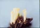 Clavaria rugosa image