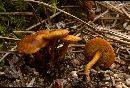 Calocybe fallax image