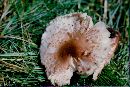 Lepiota lilacea image