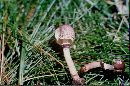 Lepiota lilacea image