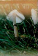 Lepiota lilacea image